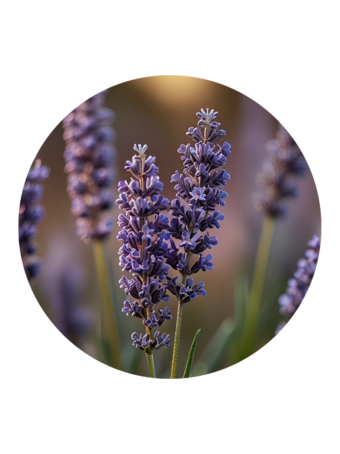 Fragranza lavanda con fiori viola su sfondo naturale