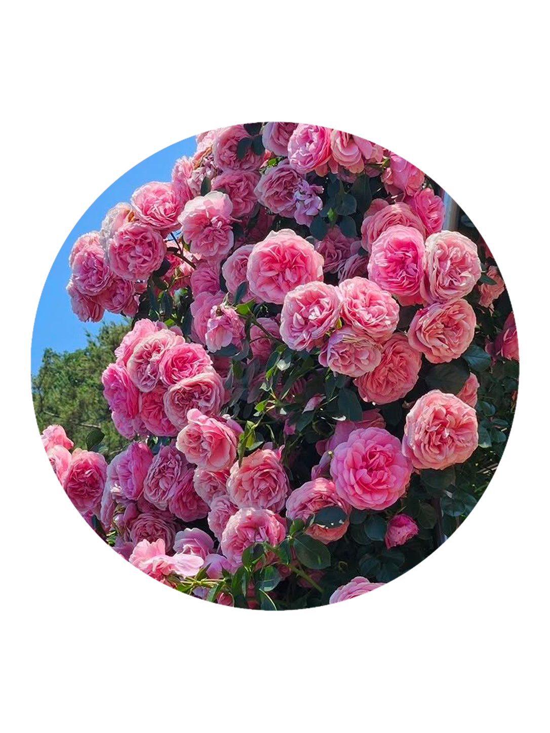 Fragranza rose con rose rosa su sfondo